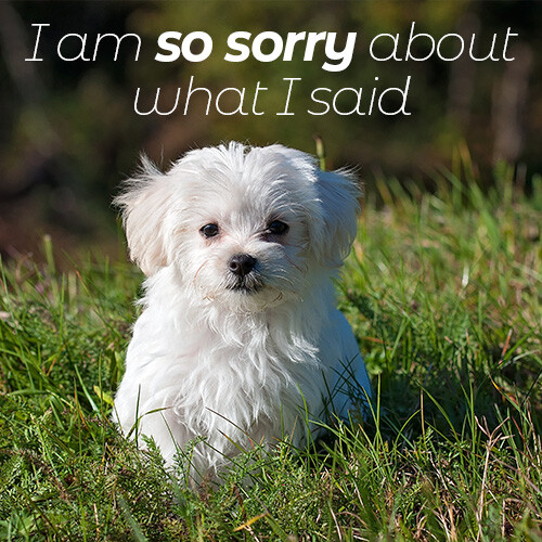 sorry-message-with-Pomeranian-dog